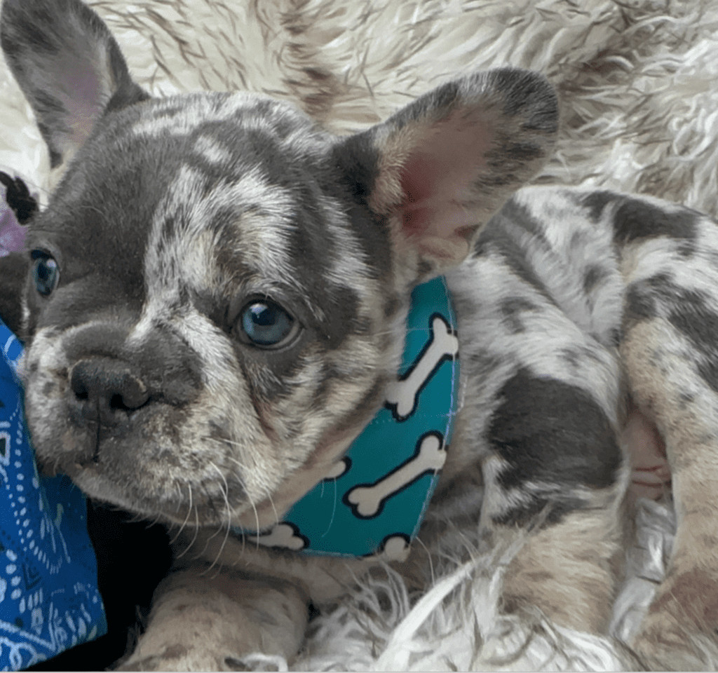 Hugo Blue Merle French Bulldog Male | Born April 27th, 2023