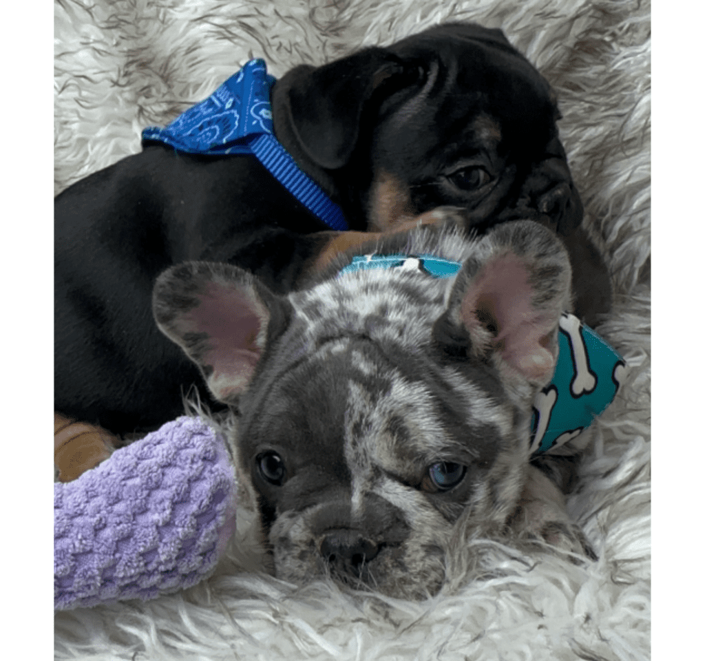 Hugo Blue Merle French Bulldog Male | Born April 27th, 2023