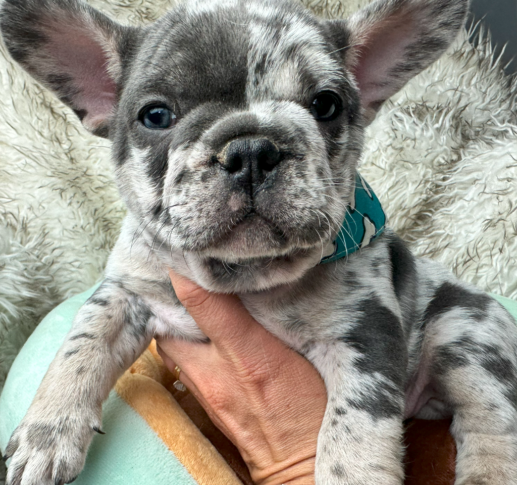 Hugo Blue Merle French Bulldog Male | Born April 27th, 2023