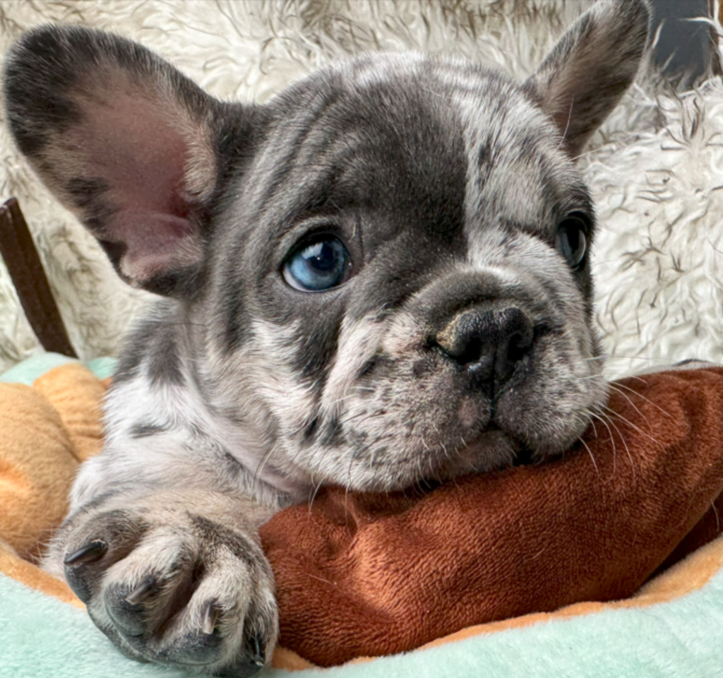 Hugo Blue Merle French Bulldog Male | Born April 27th, 2023
