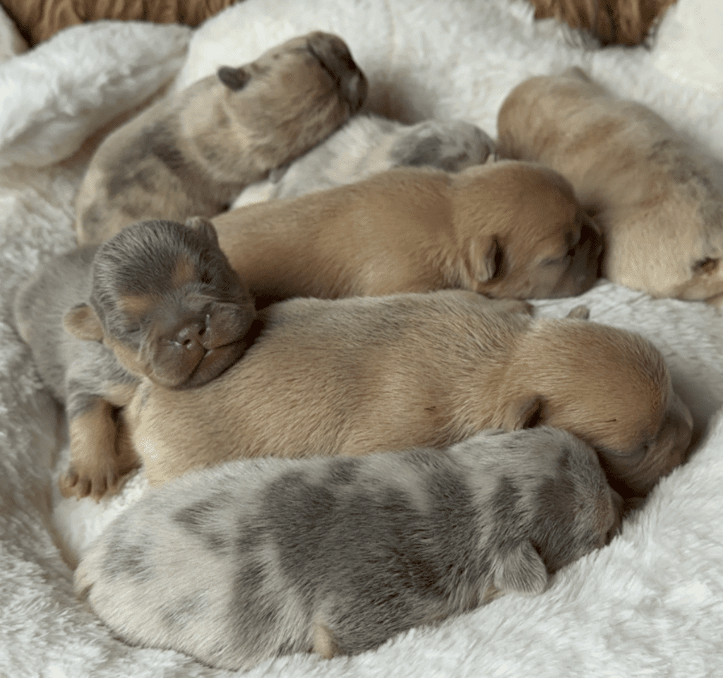 Lilac Merle, Lilac and Lilac Fawn French Bulldog Litter | Born June 7th, 2023