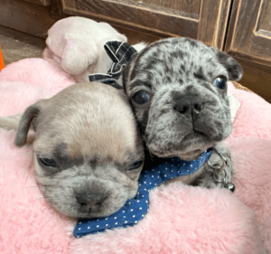 King | Black Merle French Bulldog Male | Born May 10th, 2023