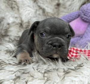 Kinder| Blue and Tan French Bulldog Male | Born May 10th, 2023​
