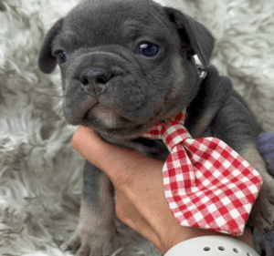 Kinder| Blue and Tan French Bulldog Male | Born May 10th, 2023​