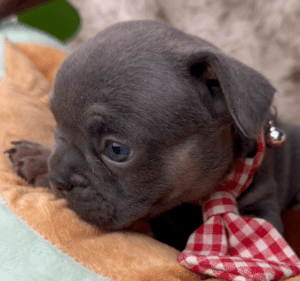 Kinder| Blue and Tan French Bulldog Male | Born May 10th, 2023​