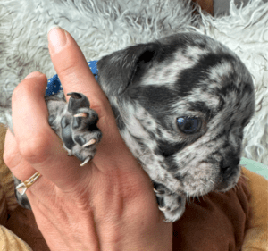 King | Black Merle French Bulldog Male | Born May 10th, 2023