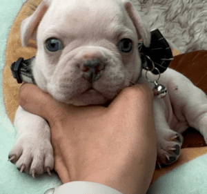 Kiwi | Cream French Bulldog Male | Born May 10th, 2023​