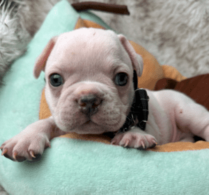 Kiwi | Cream French Bulldog Male | Born May 10th, 2023​