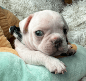 Kiwi | Cream French Bulldog Male | Born May 10th, 2023​