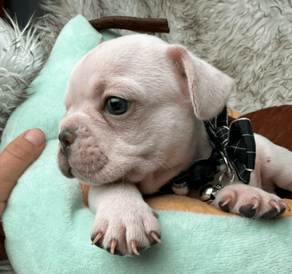 Kiwi | Cream French Bulldog Male | Born May 10th, 2023​