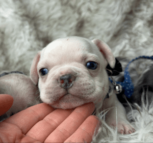 Kiwi | Cream French Bulldog Male | Born May 10th, 2023​