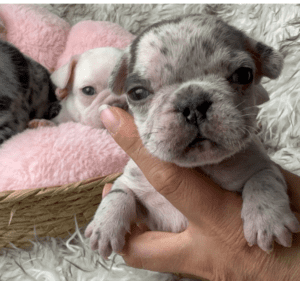 Kimchi | Blue Merle French Bulldog Female | Born May 10th, 2023