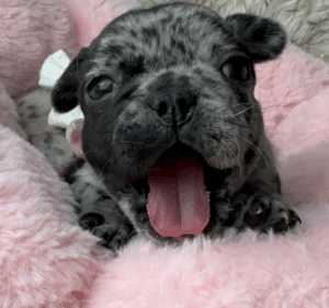 Kiki | Black Merle French Bulldog Female | Born May 10th, 2023