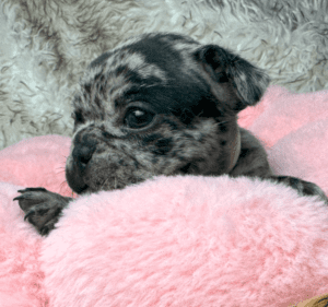 Kiki | Black Merle French Bulldog Female | Born May 10th, 2023