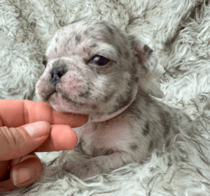Kimchi | Blue Merle French Bulldog Female | Born May 10th, 2023