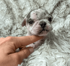 Kimchi | Blue Merle French Bulldog Female | Born May 10th, 2023