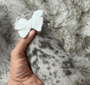 Kimchi | Blue Merle French Bulldog Female | Born May 10th, 2023