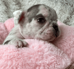 Kimchi | Blue Merle French Bulldog Female | Born May 10th, 2023