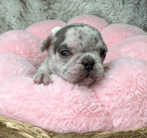 Kimchi | Blue Merle French Bulldog Female | Born May 10th, 2023