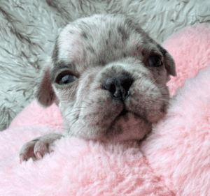Kimchi | Blue Merle French Bulldog Female | Born May 10th, 2023