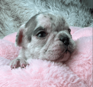 Kimchi | Blue Merle French Bulldog Female | Born May 10th, 2023