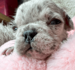Kimchi | Blue Merle French Bulldog Female | Born May 10th, 2023