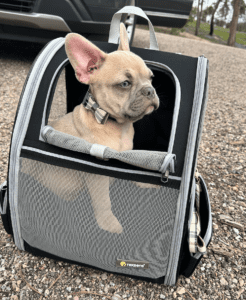 Frenchie Friday June 16 2023