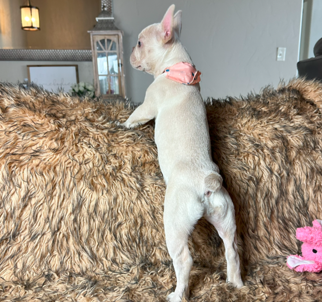 Sonoma Platinum French Bulldog Female | Born March 2nd 2023