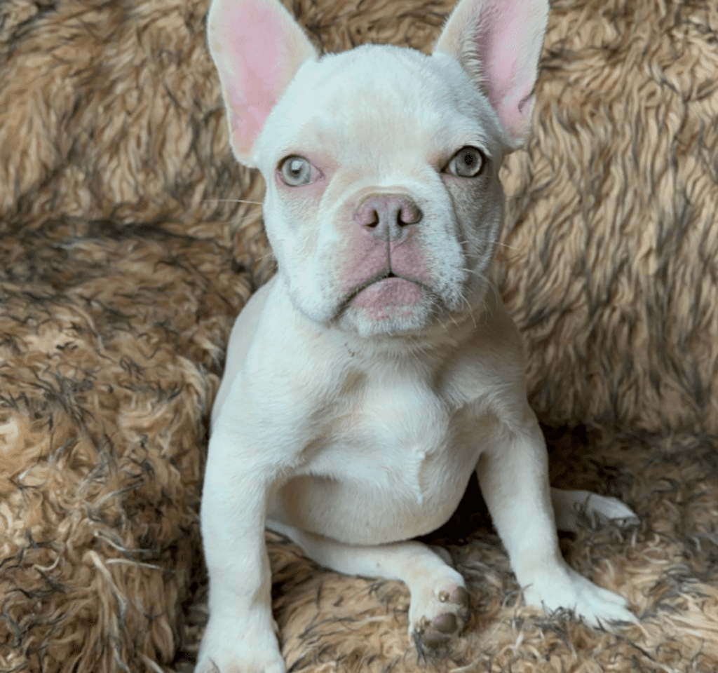 Sonoma Platinum French Bulldog Female | Born March 2nd 2023