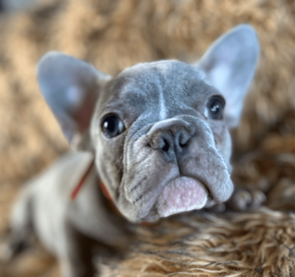 Luigi Lilac Brindle French Bulldog Male Available Now