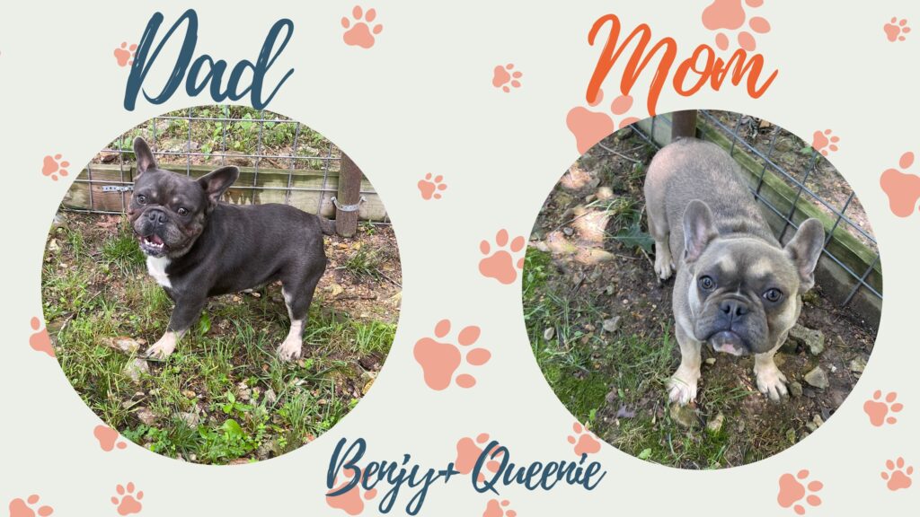 Nala | Blue Fawn French Bulldog Female | Adopted