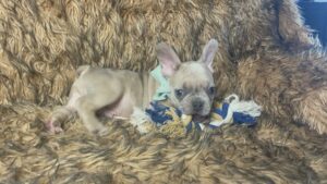 Kirby | Blue Fawn French Bulldog Male | Born May 10th, 2023