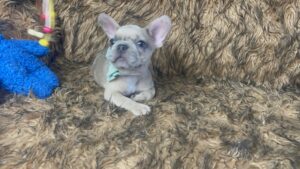 Kirby | Blue Fawn French Bulldog Male | Born May 10th, 2023