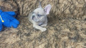 Kirby | Blue Fawn French Bulldog Male | Born May 10th, 2023