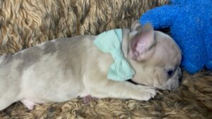 Kirby | Blue Fawn French Bulldog Male | Born May 10th, 2023