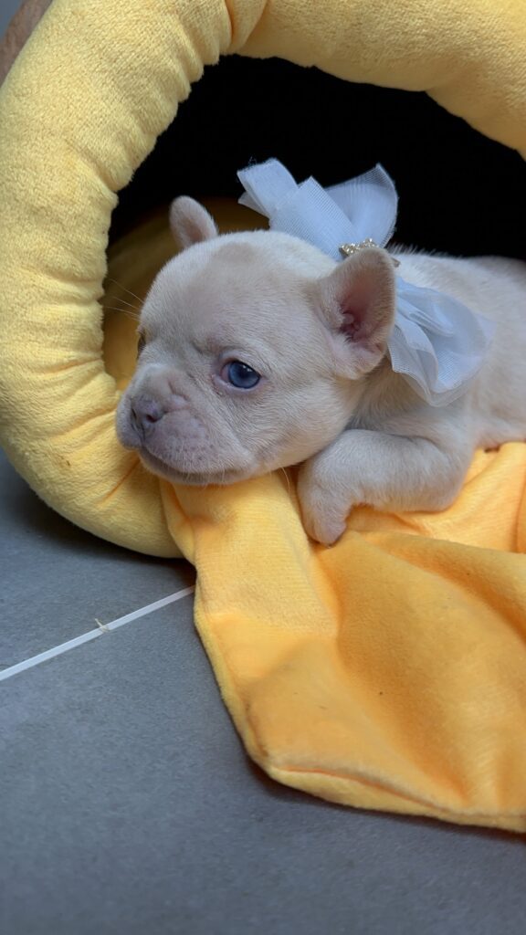 Lacey | Lilac Fawn Merle French Bulldog Female | Born June 7th, 2023