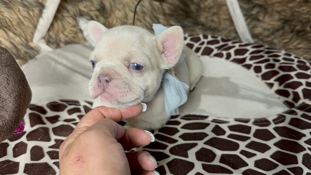 Lacey | Lilac Fawn Merle French Bulldog Female | Born June 7th, 2023