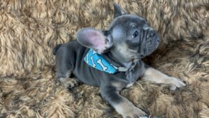 Kiwi | Cream French Bulldog Male | Born May 10th, 2023​