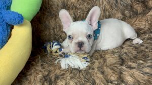 Kiwi | Cream French Bulldog Male | Born May 10th, 2023​