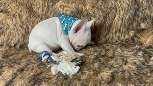 Kiwi | Cream French Bulldog Male | Born May 10th, 2023​