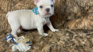 Kiwi | Cream French Bulldog Male | Born May 10th, 2023​