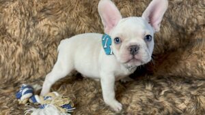 Kiwi | Cream French Bulldog Male | Born May 10th, 2023​