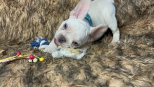 Kiwi | Cream French Bulldog Male | Born May 10th, 2023​