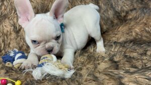Kiwi | Cream French Bulldog Male | Born May 10th, 2023​