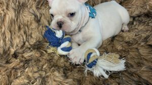 Kiwi | Cream French Bulldog Male | Born May 10th, 2023​