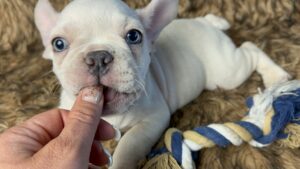 Kiwi | Cream French Bulldog Male | Born May 10th, 2023​
