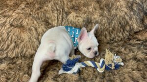 Kiwi | Cream French Bulldog Male | Born May 10th, 2023​