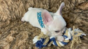 Kiwi | Cream French Bulldog Male | Born May 10th, 2023​