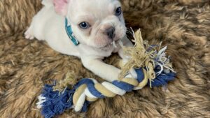 Kiwi | Cream French Bulldog Male | Born May 10th, 2023​