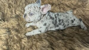 Kimchi | Blue Merle French Bulldog Female | Born May 10th, 2023